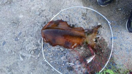 一年ぶりのアオリイカ